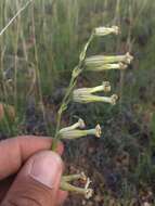 صورة Silene scouleri subsp. pringlei (S. Wats.) C. L. Hitchcock & Maguire