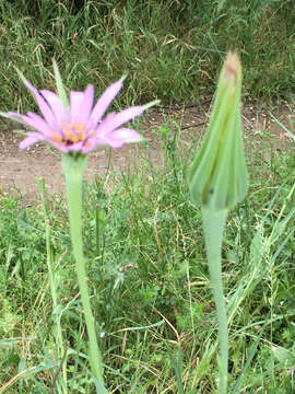 Image of salsify