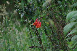 Imagem de Bomarea hirsuta (Kunth) Herb.