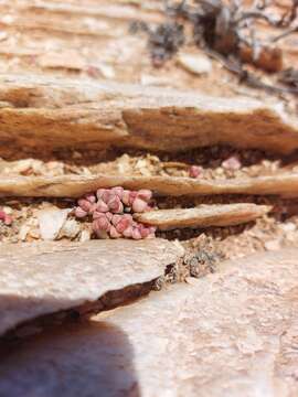 Image of Crassula elegans Schönl. & Baker fil.