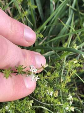 Image of Asperula conferta Hook. fil.