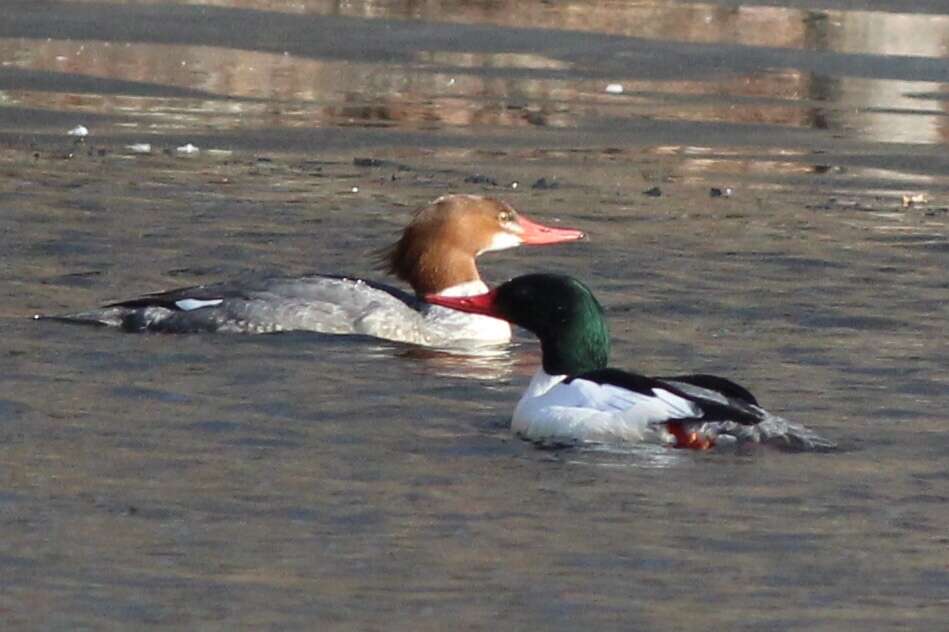 Image of Mergus merganser americanus Cassin 1852