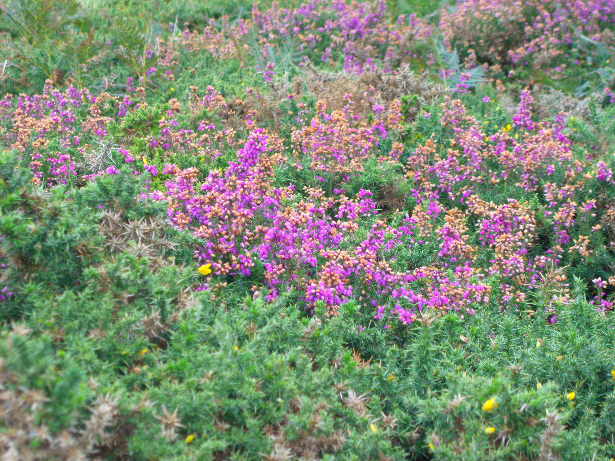 Image of Bell Heather