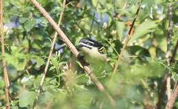 Image of Yellow-rumped Tinkerbird