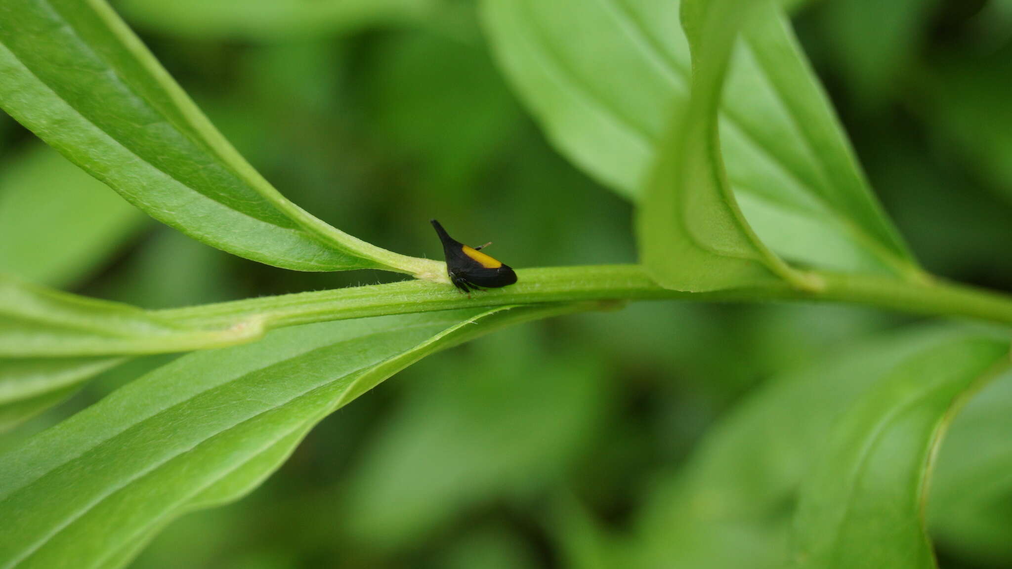 Image of Enchenopa ignidorsum Walker