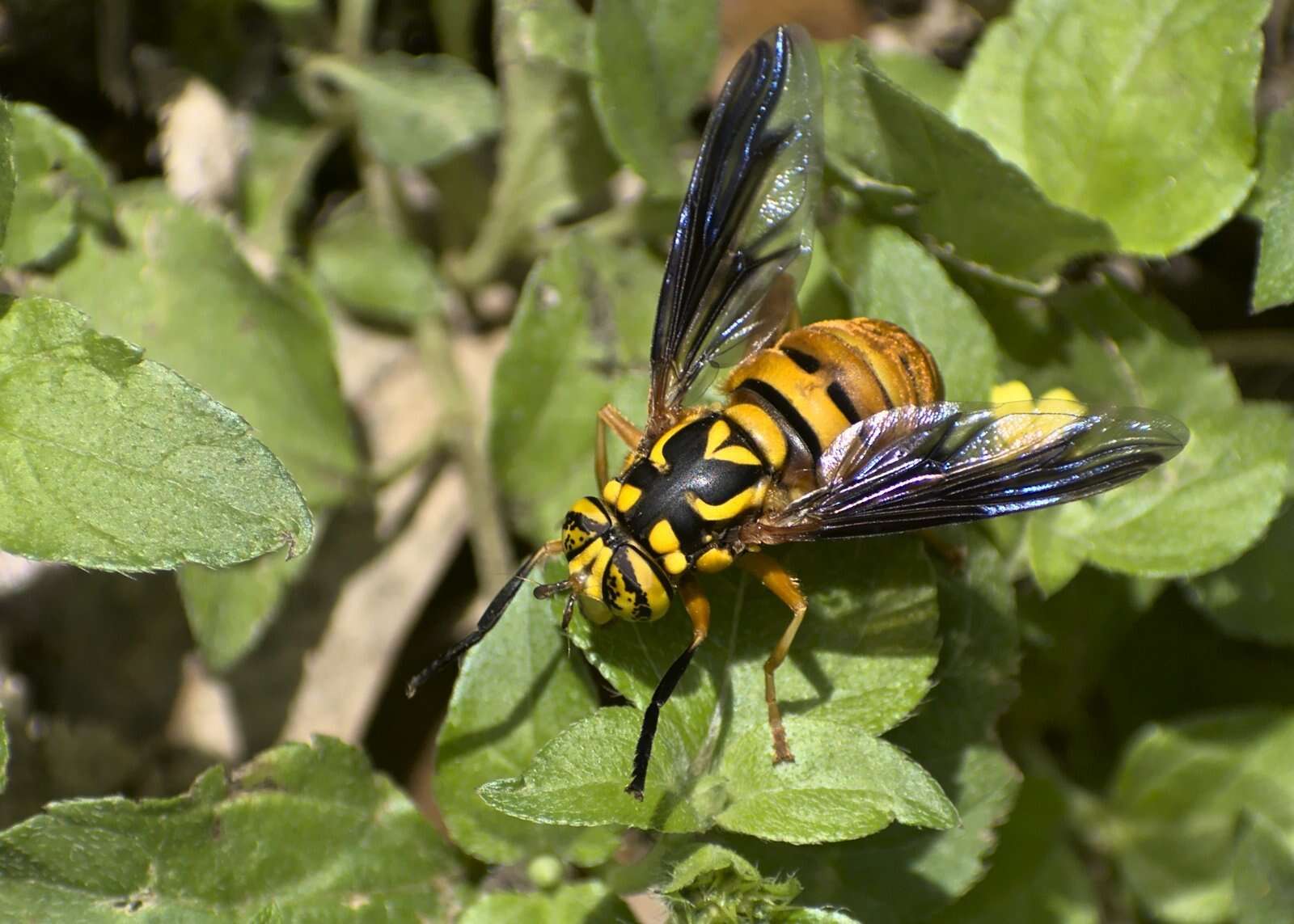 Image of Spilomyia alcimus (Walker 1849)