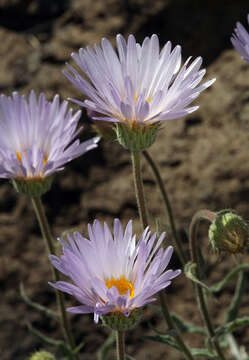 صورة <i>Xylorhiza <i>tortifolia</i></i> var. tortifolia