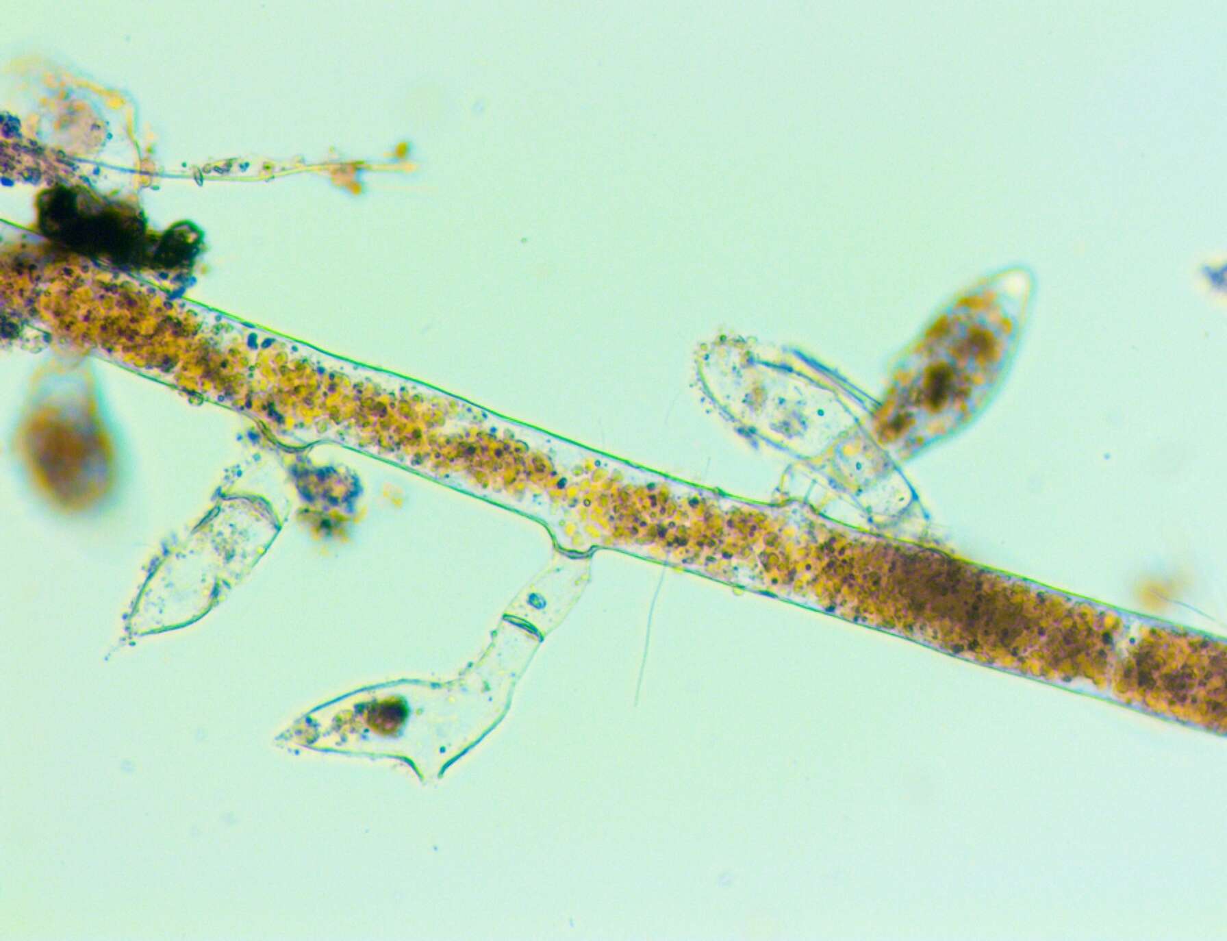 Image of Vaucheria compacta