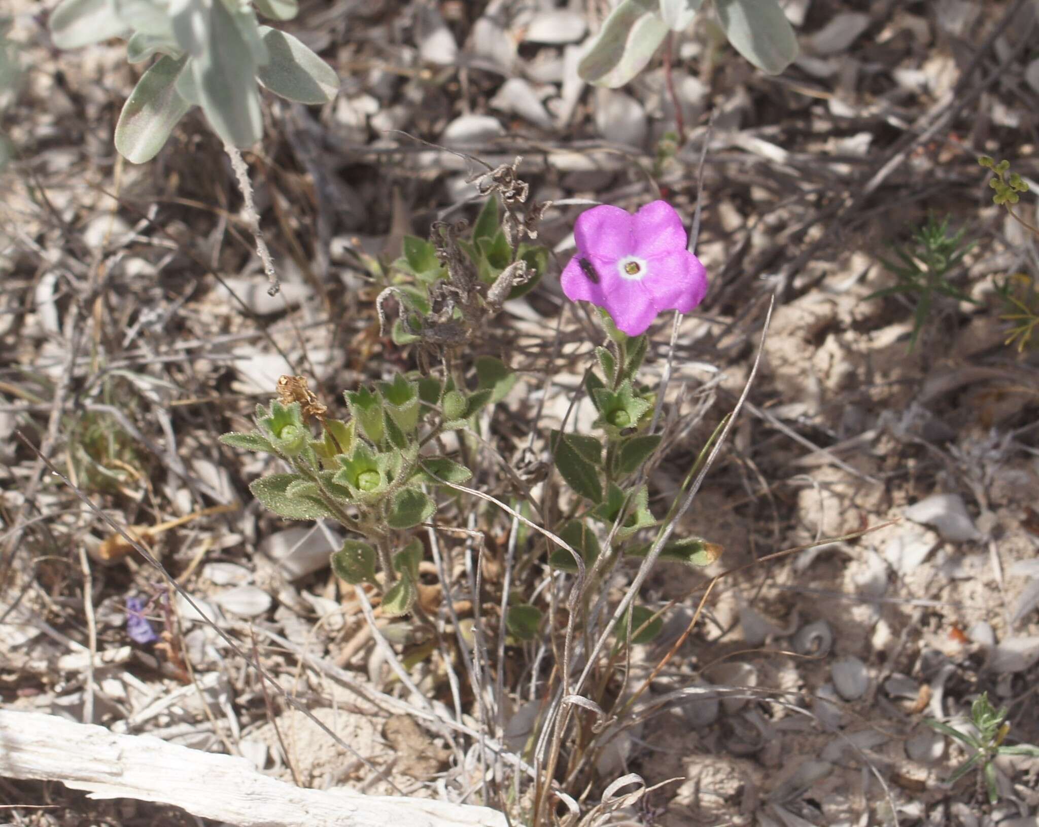 Image of Texas cupflower