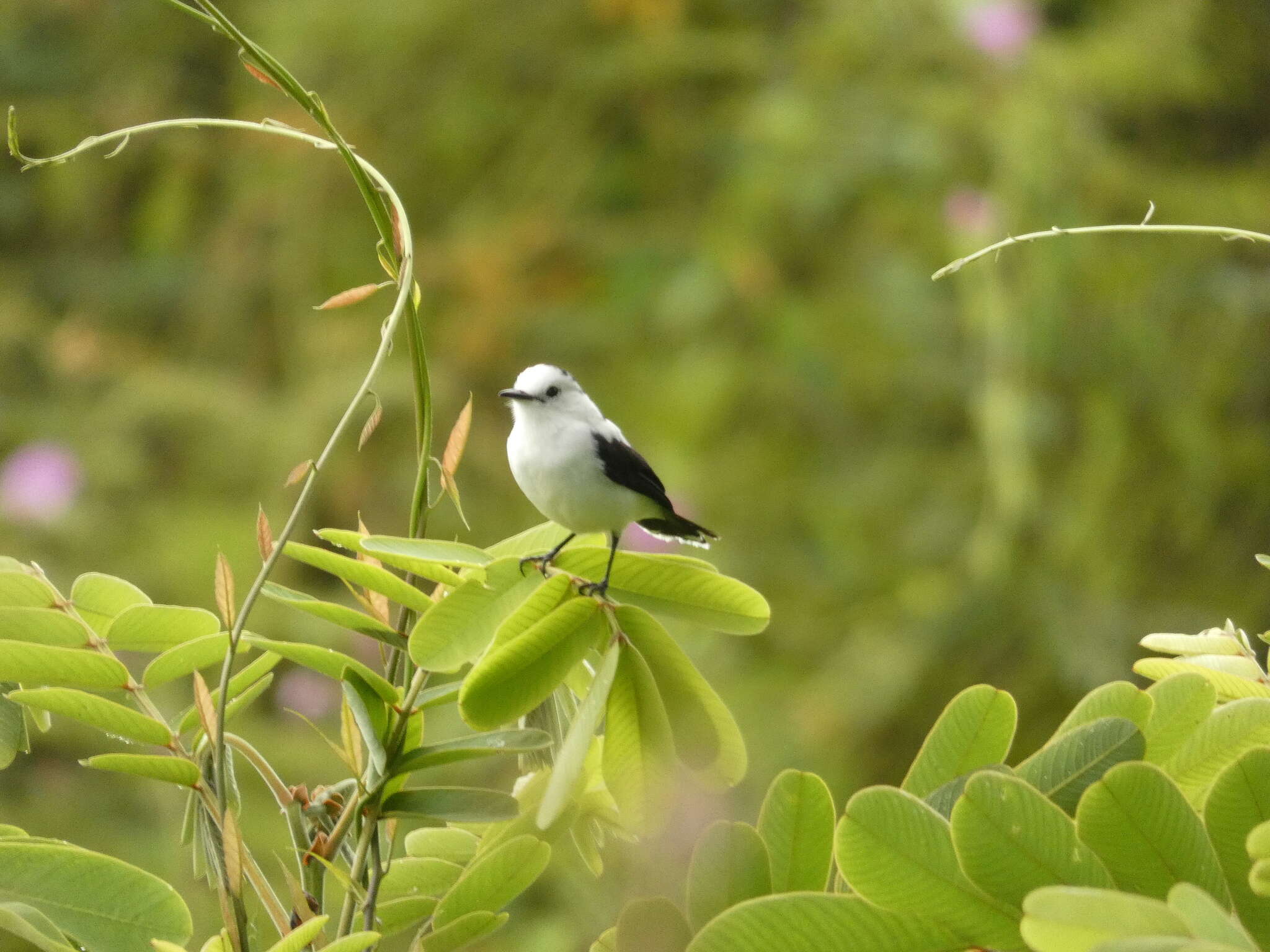 Image of Pied Water Tyrant