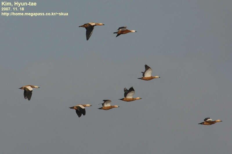 Image of Ruddy Shelduck