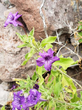 صورة Ruellia californica (Rose) I. M. Johnston