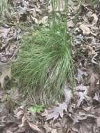 Image of Black-Seed Spear Grass