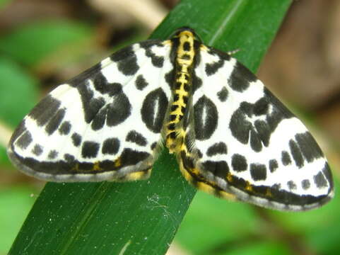 Plancia ëd Gandaritis whitelyi (Butler 1878)