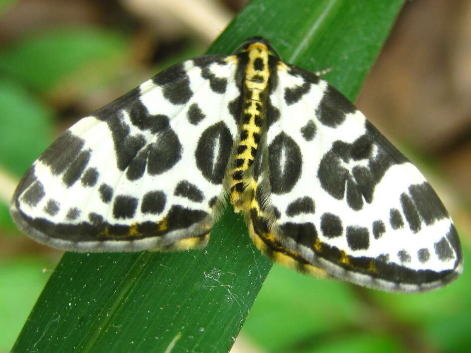 Image of Gandaritis whitelyi (Butler 1878)