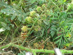 Image of sticky nightshade