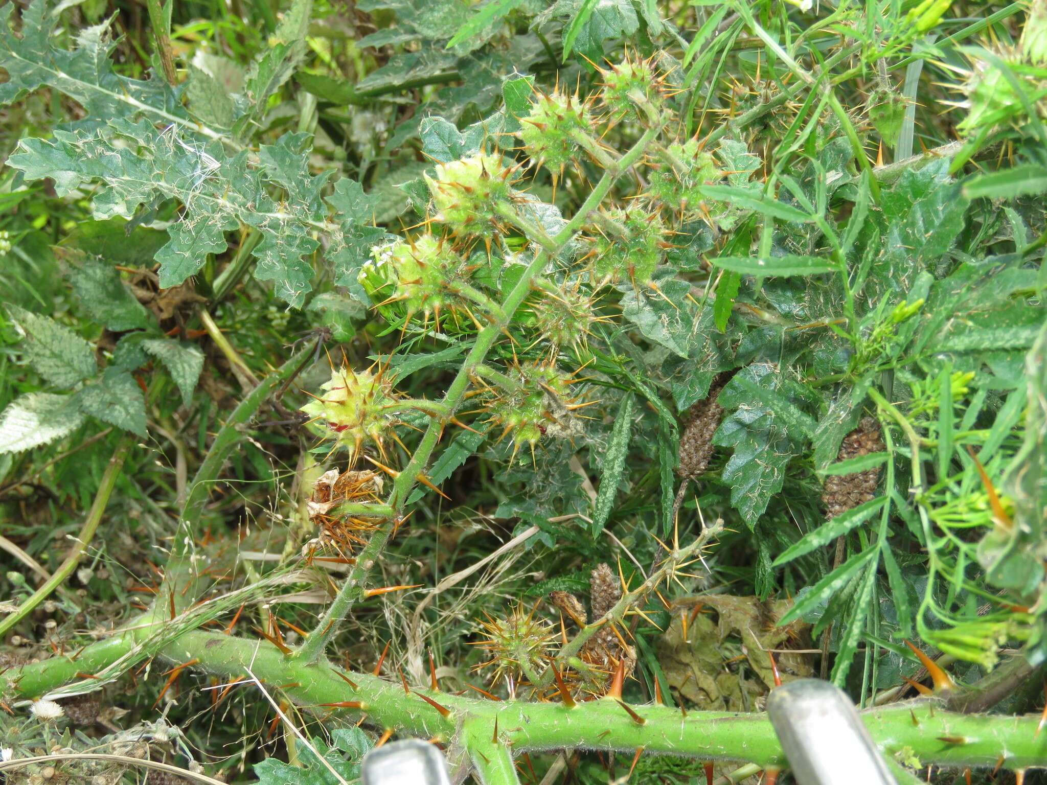 Image of sticky nightshade