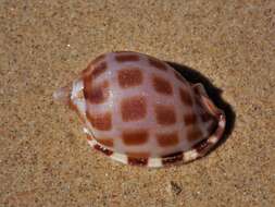 Image of checkered bonnet