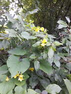 Image of thladiantha