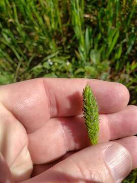 Image of Carolina canarygrass