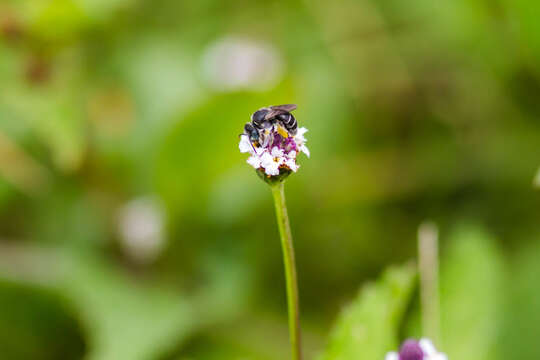 Calliopsis hondurasica Cockerell 1949 resmi