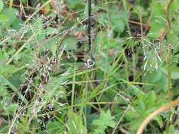 Image of Common Eastern Bumblebee