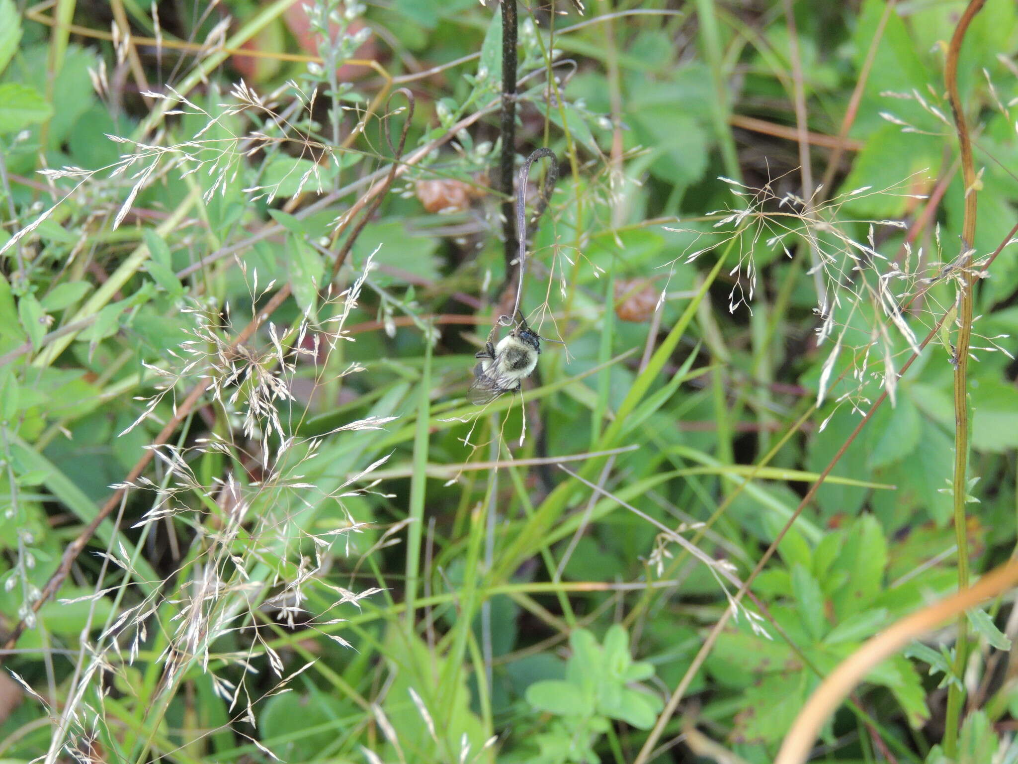 Image of Common Eastern Bumblebee