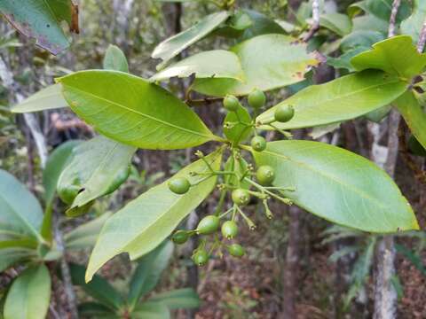 صورة Ixora francii Schltr. & K. Krause