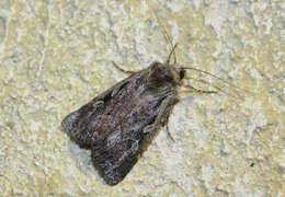 Image of heath rustic