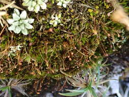 Image of golf club moss