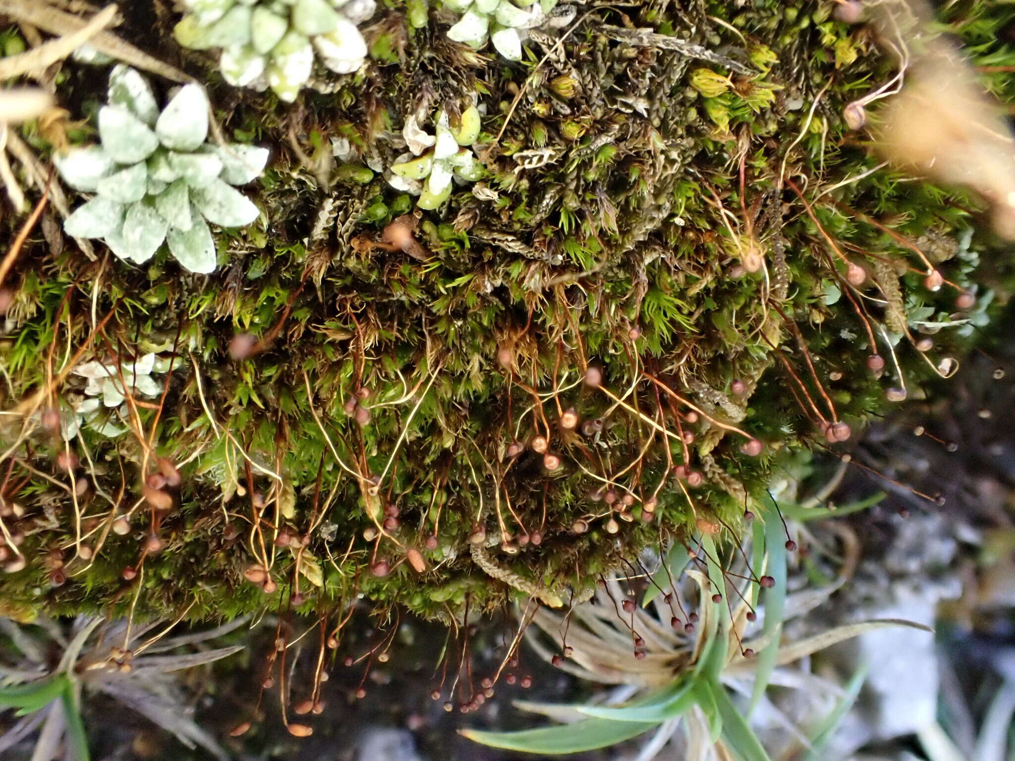 Image of down-looking moss