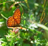 Image of Twin-spot Fritillary