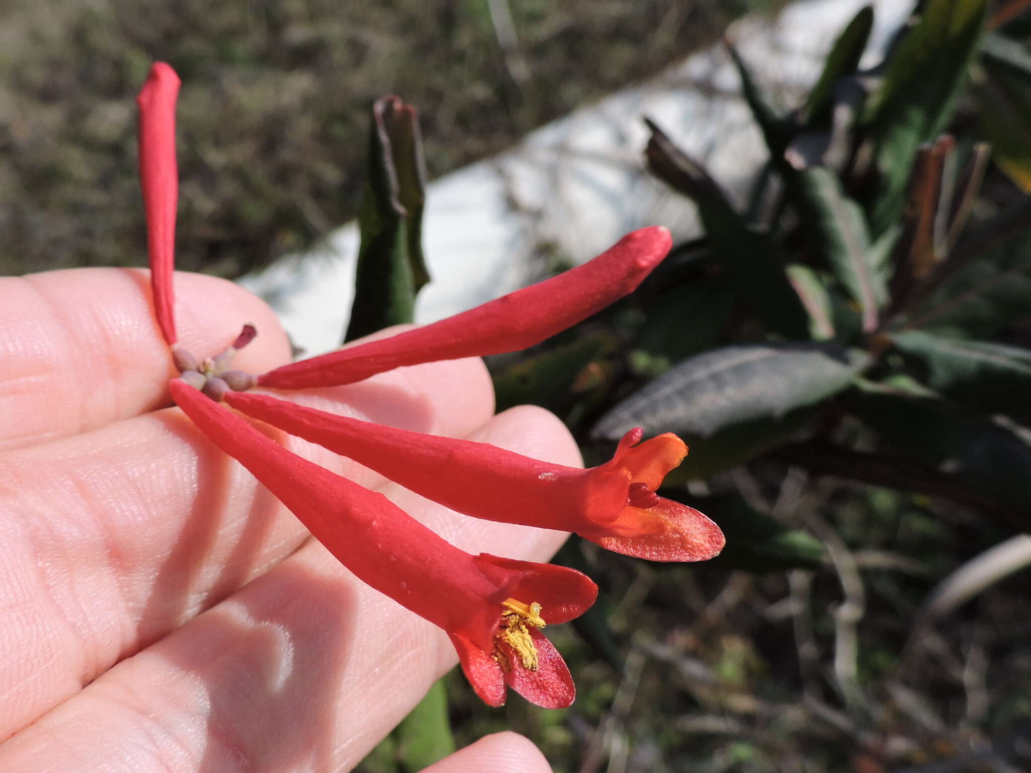 Image de Lonicera sempervirens L.