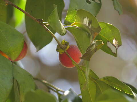 Plancia ëd Diospyros hebecarpa A. Cunn. ex Benth.