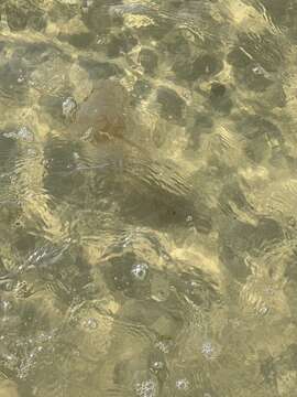 Image of Atlantic sea nettle