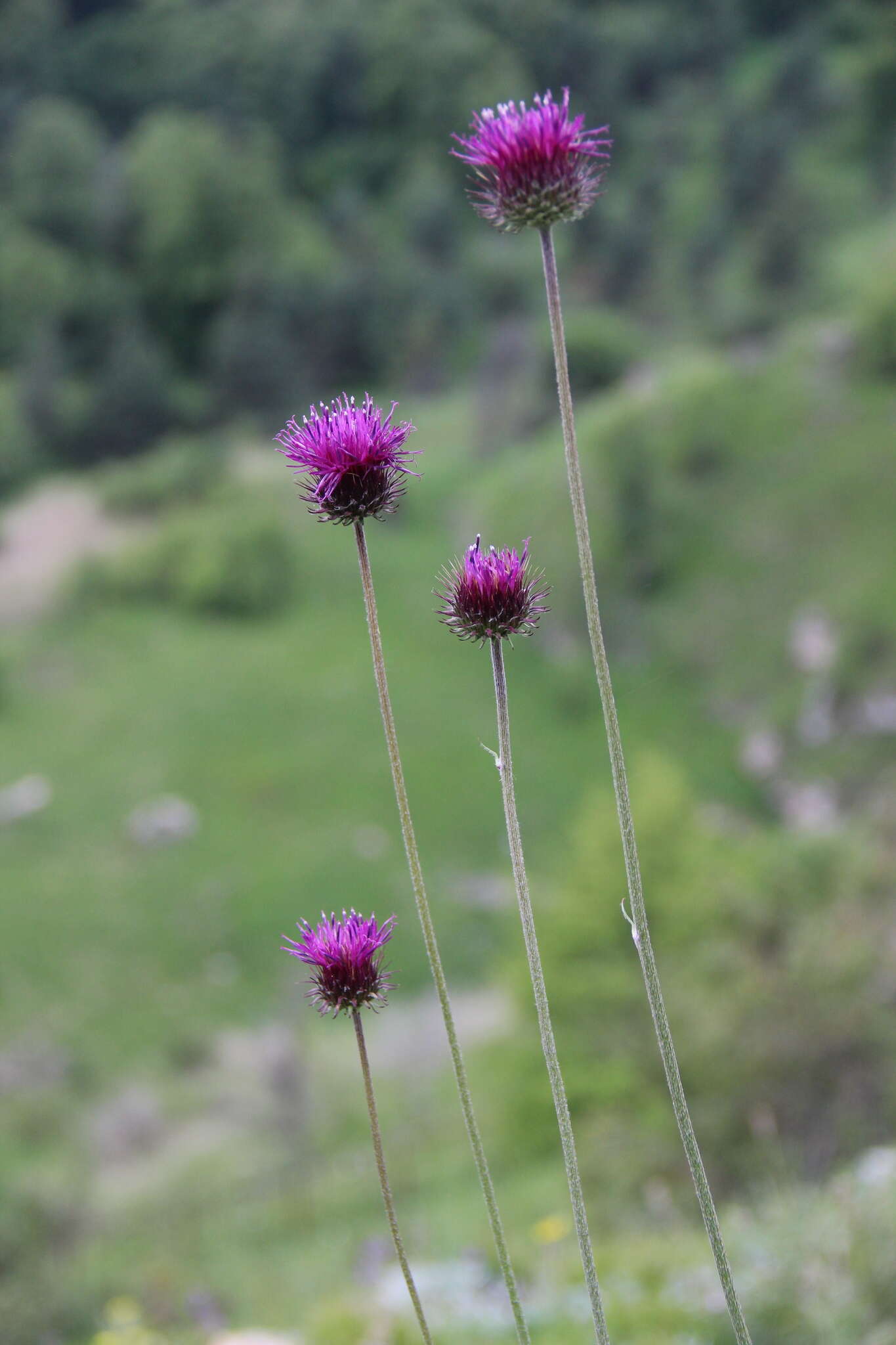 Image of Jurinea arachnoidea Bunge