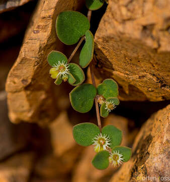 Image of Euphorbia kischenensis Vierh.