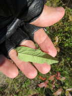 Image of low false bindweed