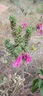 Image of Spigelia sellowiana Cham. & Schltdl.