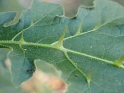 صورة Solanum dasyphyllum Schum. & Thonn.