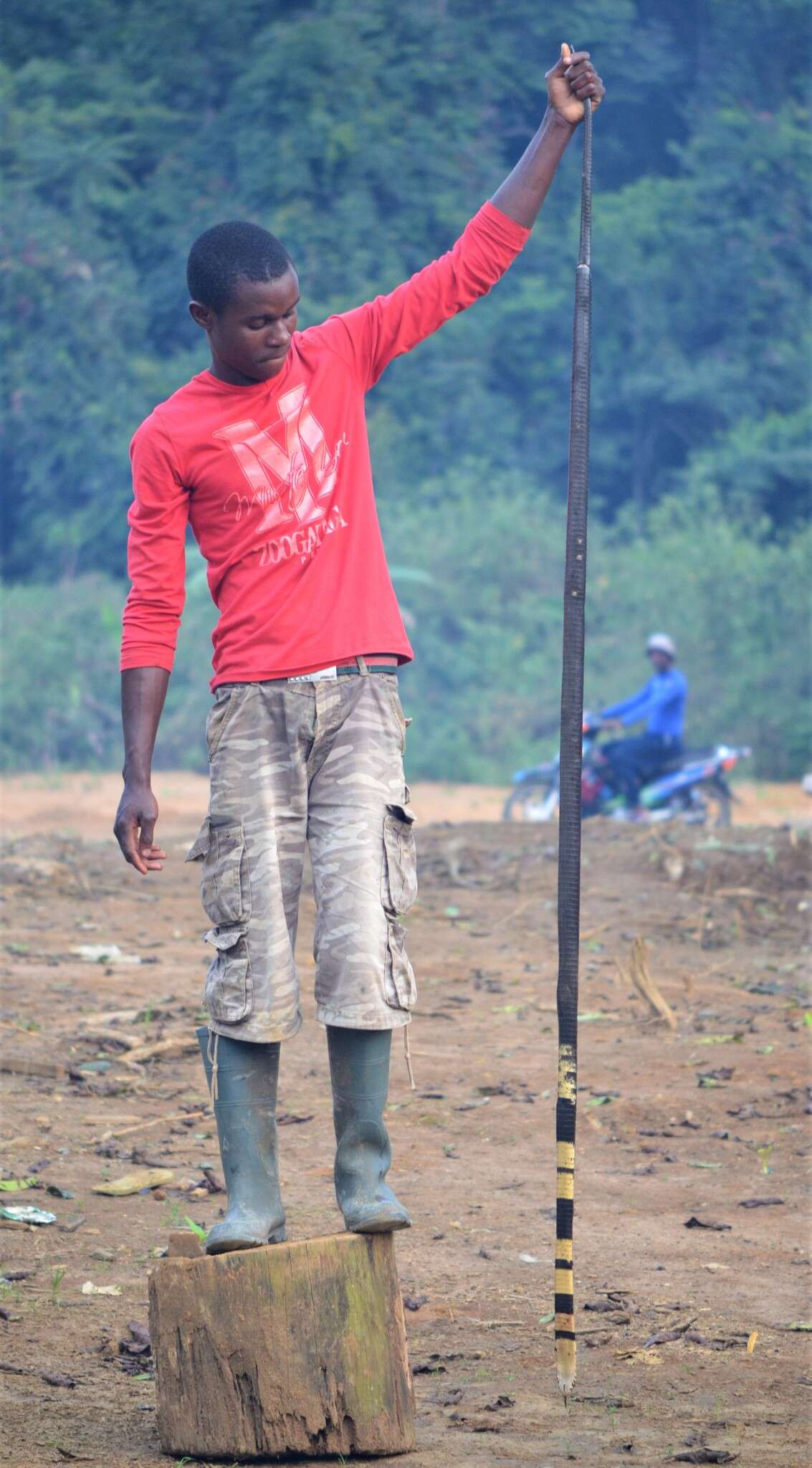 Image of Forest Cobra