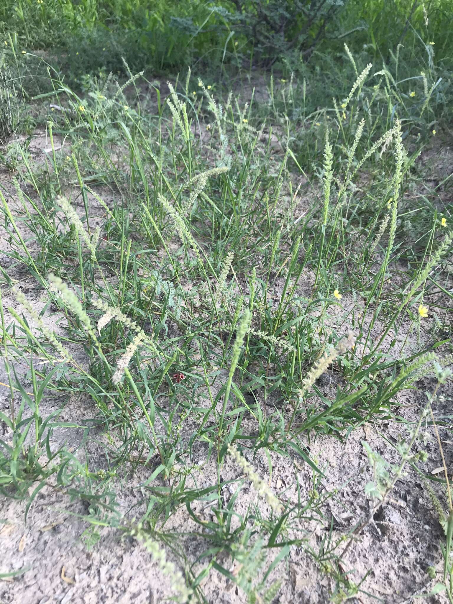 Image of stalked bur grass