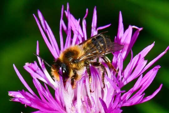 Image of Megachile ligniseca (Kirby 1802)