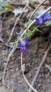 Image of low beardtongue