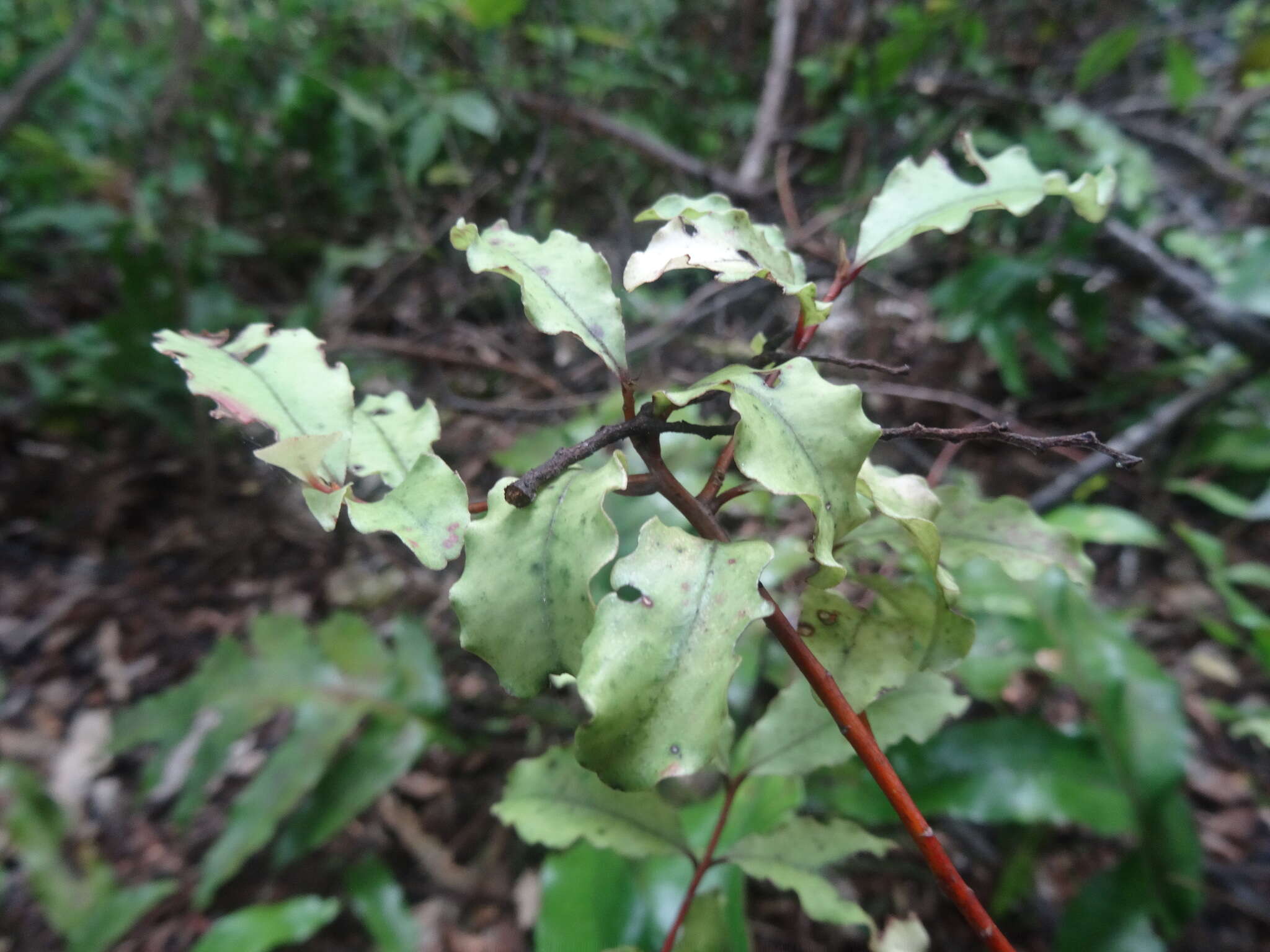 Plancia ëd Myrsine australis (A. Rich.) Allan