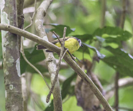 Image of White-faced Robin