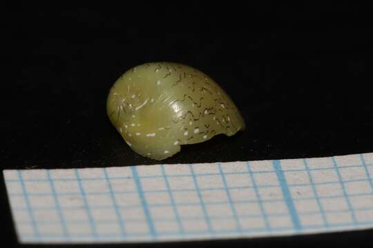 Image of emerald nerite