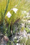 Image of Gladiolus patersoniae F. Bolus