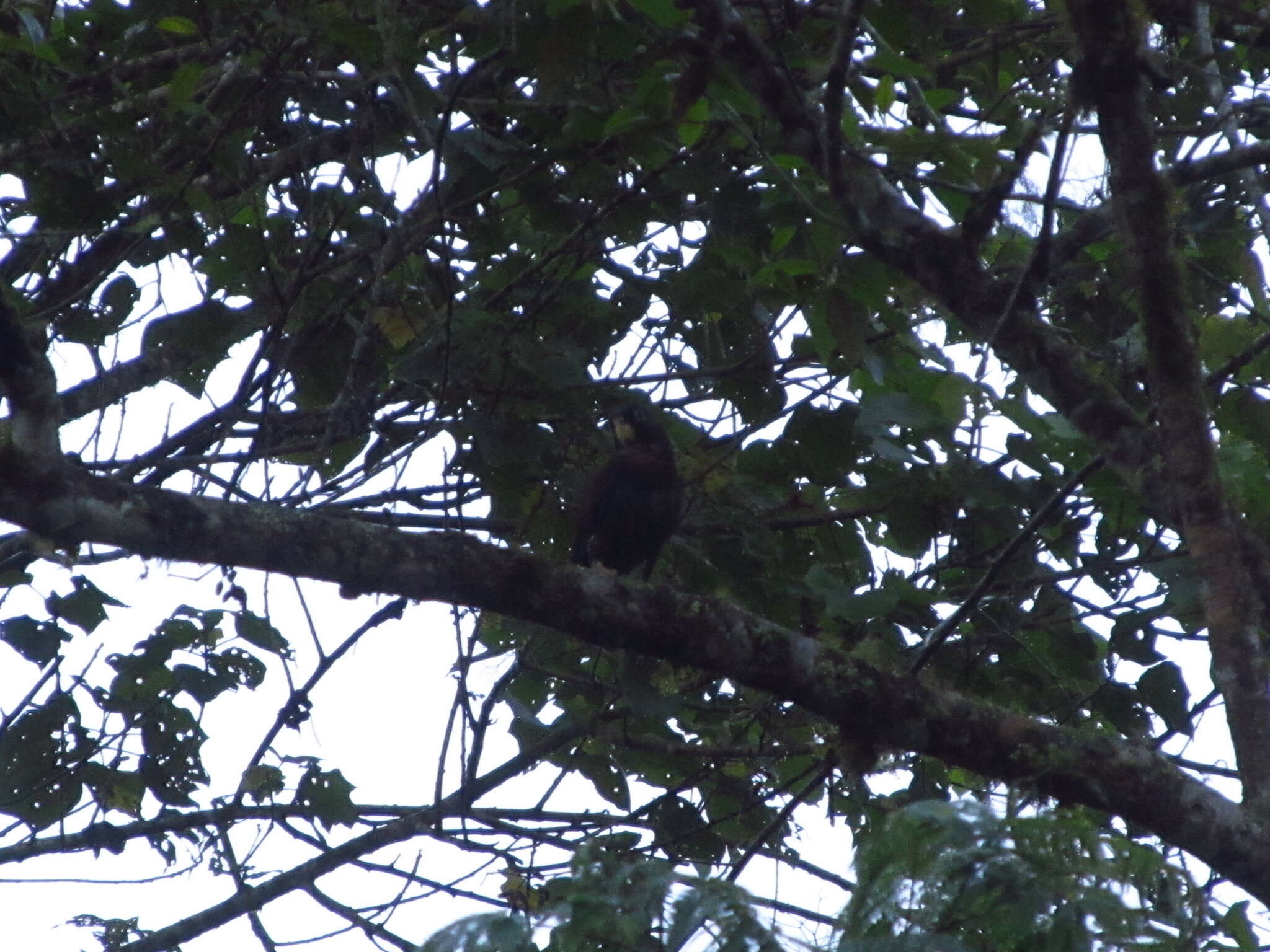 Image of Bronze-winged Parrot