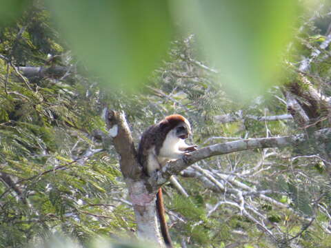 Image of Geoffroy's tamarin